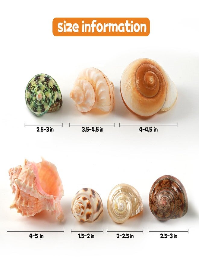 PPCLION 7 PCS Large Medium Small Natural Hermit Crab Shells Turbo Sea Conch Shell for Décor, Size: 2-3.5". Opening 0.5"-2" - Image 3